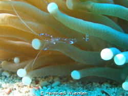 Sarasvati Anemone shrimp - Ancylomenes sarasvati by Hansruedi Wuersten 